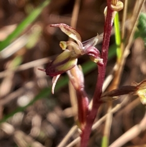 Acianthus exsertus at Broulee Moruya Nature Observation Area - suppressed