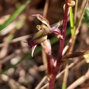 Acianthus exsertus (Large Mosquito Orchid) at Broulee Moruya Nature Observation Area by Venture