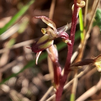 Acianthus exsertus (Large Mosquito Orchid) at Broulee, NSW - 18 May 2024 by Venture