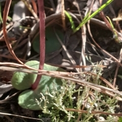 Acianthus exsertus at Broulee Moruya Nature Observation Area - suppressed