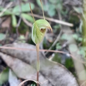 Pterostylis concinna at Broulee Moruya Nature Observation Area - suppressed