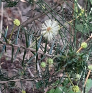 Acacia ulicifolia at Broulee Moruya Nature Observation Area - 18 May 2024