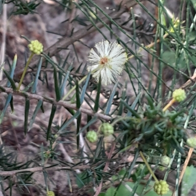 Acacia ulicifolia (Prickly Moses) at Broulee Moruya Nature Observation Area - 18 May 2024 by Venture