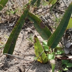 Hardenbergia violacea (False Sarsaparilla) at Broulee, NSW - 18 May 2024 by Venture