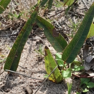 Hardenbergia violacea (False Sarsaparilla) at Broulee Moruya Nature Observation Area by Venture