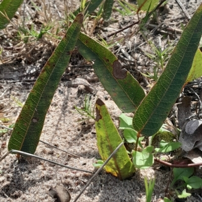Hardenbergia violacea (False Sarsaparilla) at Broulee Moruya Nature Observation Area - 18 May 2024 by Venture