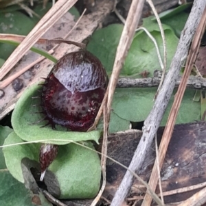 Corysanthes fimbriata at Broulee Moruya Nature Observation Area - suppressed