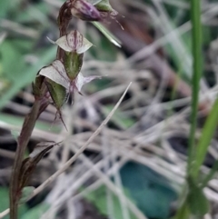 Acianthus fornicatus (Pixie-caps) at Broulee, NSW - 18 May 2024 by Venture