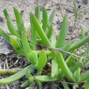 Carpobrotus glaucescens at Broulee Moruya Nature Observation Area - 18 May 2024 01:25 PM