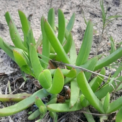 Carpobrotus glaucescens (Pigface) at Broulee, NSW - 18 May 2024 by Venture