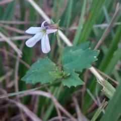 Lobelia purpurascens (White Root) at Broulee, NSW - 18 May 2024 by Venture