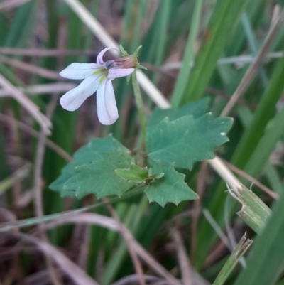 Lobelia purpurascens (White Root) at Broulee Moruya Nature Observation Area - 18 May 2024 by Venture