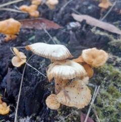 Unidentified Fungus at Broulee, NSW - 18 May 2024 by Venture