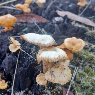 Unidentified Fungus at Broulee, NSW - 18 May 2024 by Venture