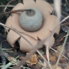 Geastrum sp. (genus) (An earthstar) at Broulee Moruya Nature Observation Area - 18 May 2024 by Venture