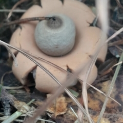 Geastrum sp. (Geastrum sp.) at Broulee Moruya Nature Observation Area - 18 May 2024 by Venture