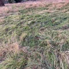 Nassella neesiana (Chilean Needlegrass) at Hackett, ACT - 17 May 2024 by waltraud