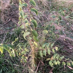 Celtis australis at Mount Majura - 17 May 2024