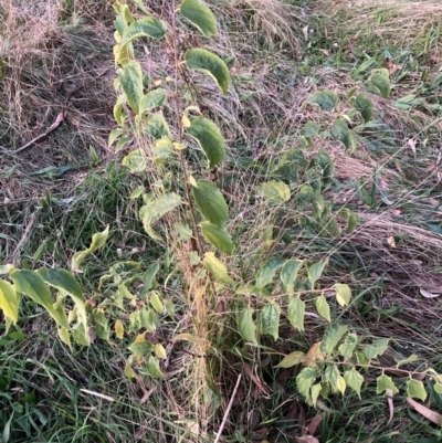 Celtis australis (Nettle Tree) at Hackett, ACT - 17 May 2024 by waltraud