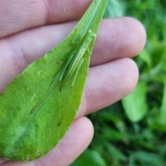 Unidentified Katydid (Tettigoniidae) at Burnside, QLD - 18 May 2024 by clarehoneydove