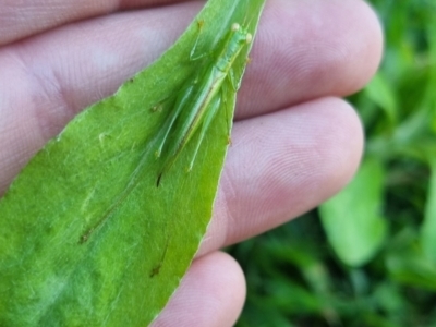 Austrophlugis orumbera at Burnside, QLD - 18 May 2024 by clarehoneydove