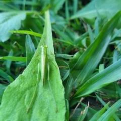 Austrophlugis orumbera at Burnside, QLD - suppressed