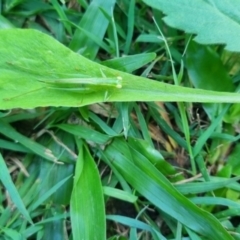 Austrophlugis orumbera at Burnside, QLD - suppressed