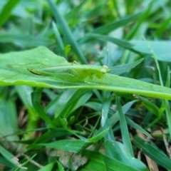 Austrophlugis orumbera at Burnside, QLD - suppressed