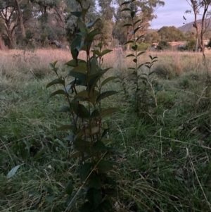 Ligustrum lucidum at Mount Majura - 17 May 2024