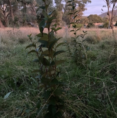 Ligustrum lucidum (Large-leaved Privet) at Hackett, ACT - 17 May 2024 by waltraud