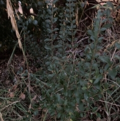 Ligustrum sinense (Narrow-leaf Privet, Chinese Privet) at Hackett, ACT - 17 May 2024 by waltraud