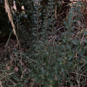 Ligustrum sinense (Narrow-leaf Privet, Chinese Privet) at Mount Majura by waltraud
