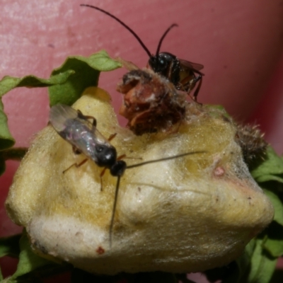 Unidentified Parasitic wasp (numerous families) at Freshwater Creek, VIC - 31 Mar 2023 by WendyEM