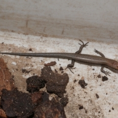 Lampropholis guichenoti at WendyM's farm at Freshwater Ck. - 1 Apr 2023 by WendyEM