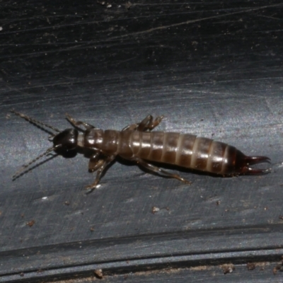 Unidentified Earwig (Dermaptera) at Freshwater Creek, VIC - 1 Apr 2023 by WendyEM