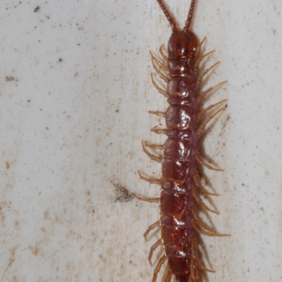 Unidentified Centipede (Chilopoda) at Freshwater Creek, VIC - 1 Apr 2023 by WendyEM