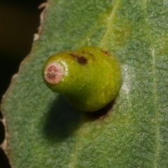 Unidentified Scale insect or Mealybug (Hemiptera, Coccoidea) at Freshwater Creek, VIC - 3 Apr 2023 by WendyEM