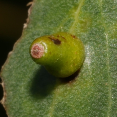 Unidentified Scale insect or Mealybug (Hemiptera, Coccoidea) at Freshwater Creek, VIC - 3 Apr 2023 by WendyEM