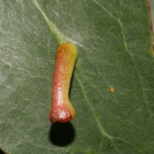 Apiomorpha sp. (genus) at suppressed by WendyEM