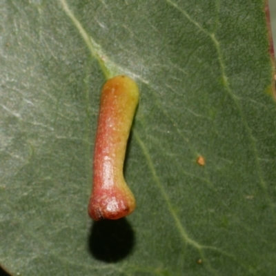 Apiomorpha sp. (genus) (A gall forming scale) at WendyM's farm at Freshwater Ck. - 3 Apr 2023 by WendyEM