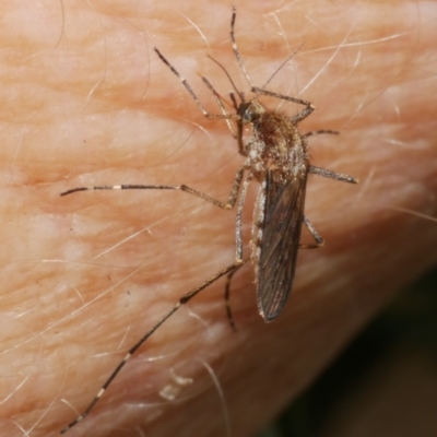 Aedes alboannulatus at WendyM's farm at Freshwater Ck. - 7 Apr 2023 by WendyEM