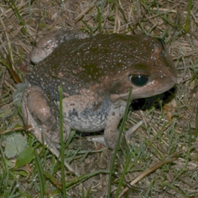 Limnodynastes dumerilii (Eastern Banjo Frog) at Freshwater Creek, VIC - 14 Apr 2023 by WendyEM