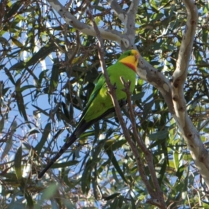 Polytelis swainsonii (Superb Parrot) at Scullin, ACT by AlisonMilton