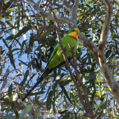 Polytelis swainsonii (Superb Parrot) at Scullin, ACT - 18 May 2024 by AlisonMilton