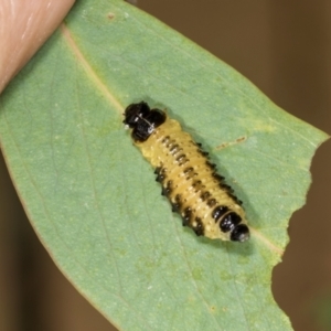 Paropsis atomaria at Hawker, ACT - 27 Mar 2024