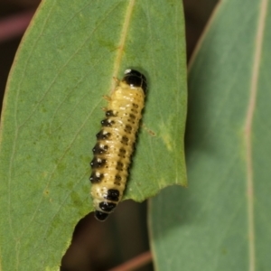 Paropsis atomaria at Hawker, ACT - 27 Mar 2024