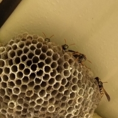 Polistes (Polistes) chinensis (Asian paper wasp) at Queanbeyan East, NSW - 13 May 2024 by clarehoneydove