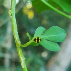 Illeis galbula (Fungus-eating Ladybird) at Burnside, QLD - 18 May 2024 by clarehoneydove
