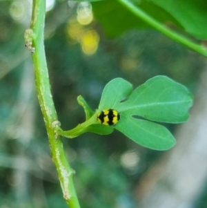 Illeis galbula (Fungus-eating Ladybird) at Burnside, QLD by clarehoneydove