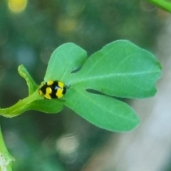 Illeis galbula at Burnside, QLD - 18 May 2024